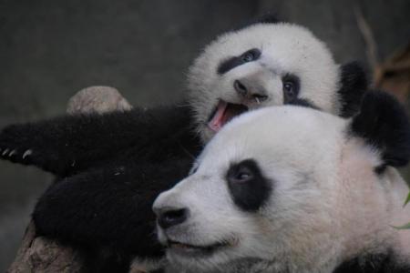 S'pore's first panda cub Le Le joins mum at Giant Panda Forest exhibit