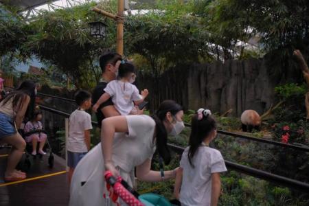 S'pore's first panda cub Le Le joins mum at Giant Panda Forest exhibit