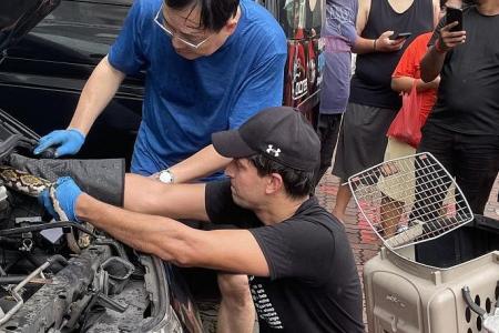 2m-long python injured while being pulled out of car in Marine Parade