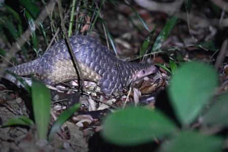 Man admits to selling a protected juvenile Sunda pangolin to NParks officer on sting operation