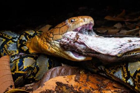 King cobra toils for at least 7 hours in Mandai to eat snake