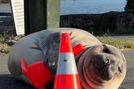 Neil, the ‘chaotic’ but cute seal from Tasmania, becomes TikTok’s newest obsession