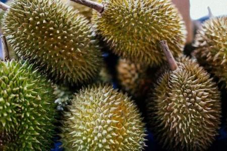 First harvest of Chinese durians to hit the market in June