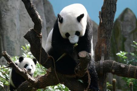 Jia Jia eases into her role as mum of first panda cub born here