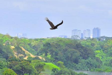 Rescued cinereous vulture flies free on 3rd release attempt