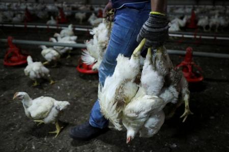 Lift chicken ban to Singapore before we lose out, say Malaysia's poultry breeders