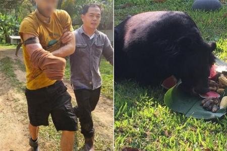 Swiss man cuts off arm to escape bear attack in Chiang Mai