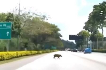 Wild boar killed after being run over by a car on SLE