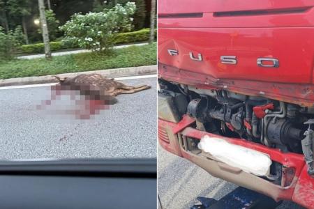 Rider taken to hospital in Mandai Road accident; sambar deer killed