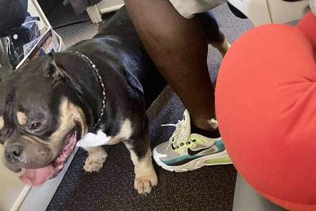 NZ couple demand fare refund after being seated next to ‘snorting, farting’ dog on SIA flight