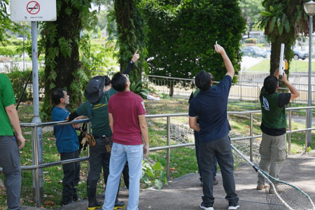 African monkey escapes from zoo, caught in CCK after 6 months