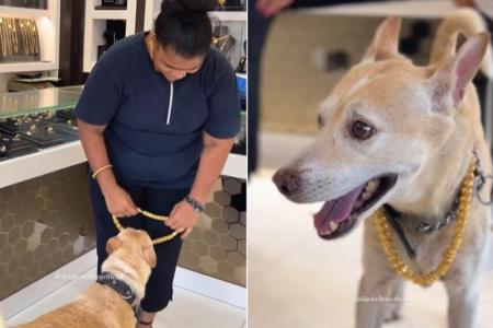 Woman in India buys $4,000 gold chain for her dog’s birthday