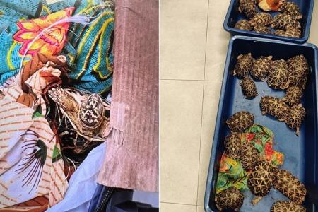 Man jailed for smuggling 58 Indian star tortoises through S'pore