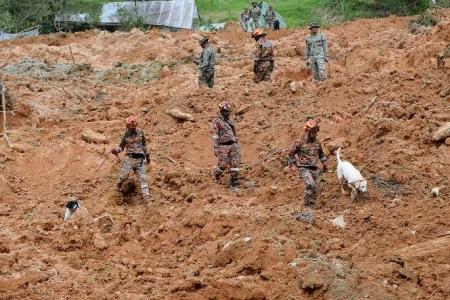 Malaysian animal lover delivers vanload of food for landslide rescue dogs