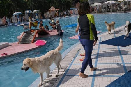 New playground in Jurong East for families and pets