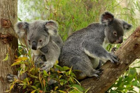 Australia lists koalas as endangered in two eastern states