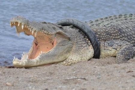 Crocodile in Indonesia freed after years with tyre around neck