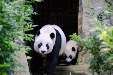 S'pore's first panda cub Le Le joins mum at Giant Panda Forest exhibit