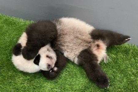 Giant panda cub turns 100 days old, expected to join public exhibit soon