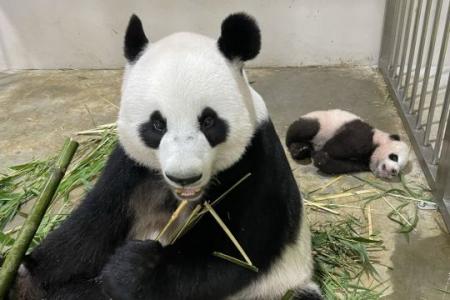 Giant panda cub turns 100 days old, expected to join public exhibit soon