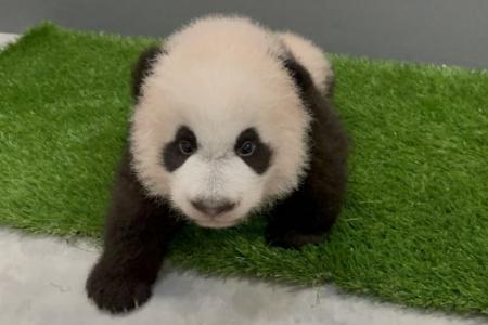 Giant panda cub turns 100 days old, expected to join public exhibit soon