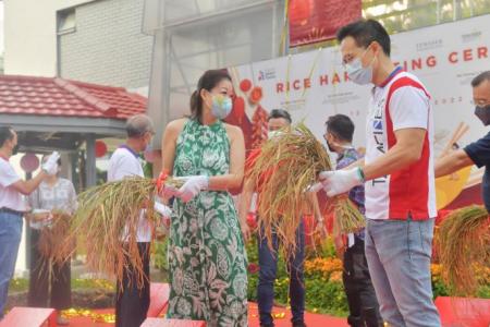 First batch of Temasek Rice grown in the community harvested in Tampines