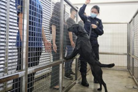 Police K-9 dogs do their part to keep Singapore safe and drug-free