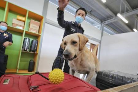 Police K-9 dogs do their part to keep Singapore safe and drug-free