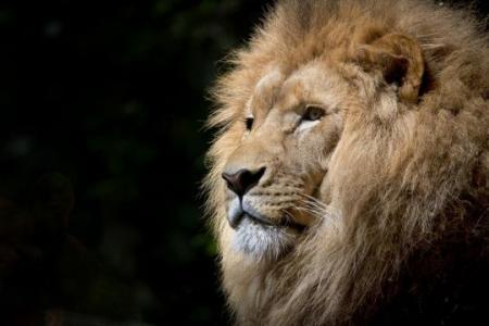 Two lions sedated after breaking free from container in Changi Airport