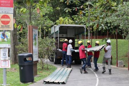 Wild boar that injured woman in Yishun caught after 12 days