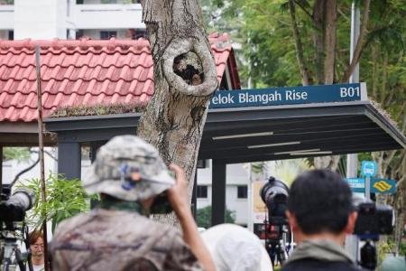 NParks advises against visiting owl nest at Telok Blangah 