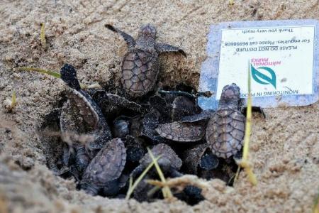 Critically endangered Hawksbill turtle eggs hatched at East Coast beach