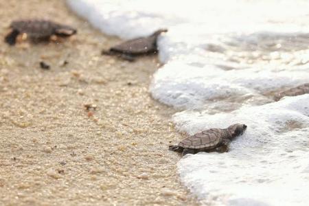 Critically endangered Hawksbill turtle eggs hatched at East Coast beach