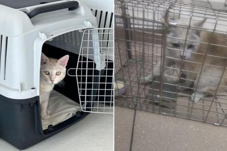 Cathay Pacific apologises to passenger whose cat escaped while being loaded on plane at Changi Airport