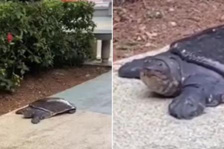 Endangered turtle in Jurong East taken by member of the public