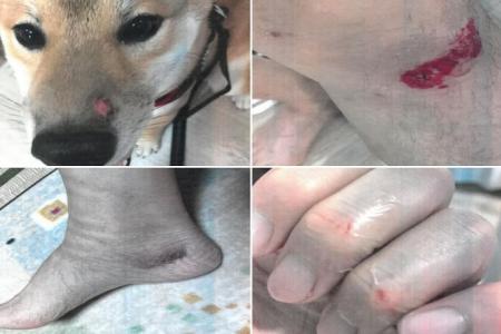 Man's unleashed bull terrier attacks again: $4,500 fine