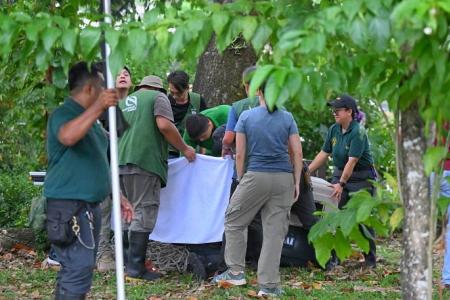 African monkey escapes from zoo, caught in CCK after 6 months