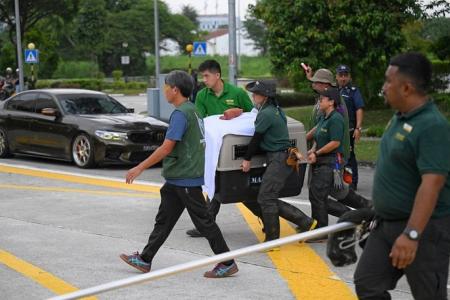 African monkey escapes from zoo, caught in CCK after 6 months