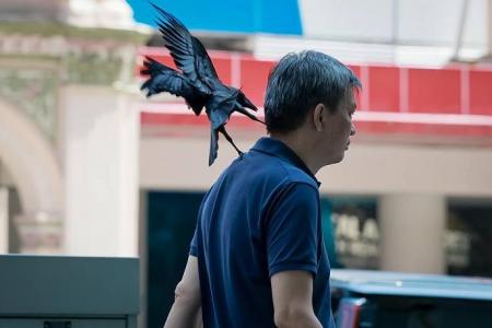 Crows attack passers-by outside Orchard Central