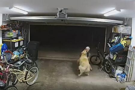 Golden retriever stops burglar dead in his tracks – by being irresistibly adoring