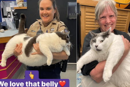 ‘Gloriously gluttonous’ cat in U.S. finds a forever home