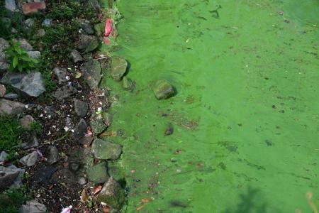 Singapore River turns green