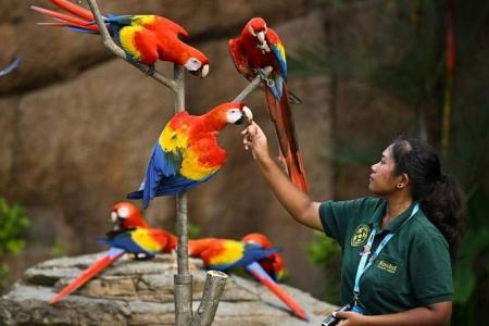 75 per cent of Jurong Bird Park’s 3,500 birds moved to Mandai