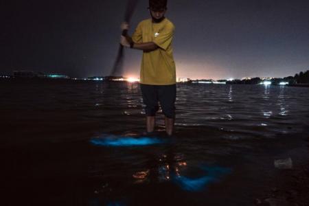 Blue glow in waters off eastern S'pore shoreline will last for 2 to 4 more days: Marine biologist