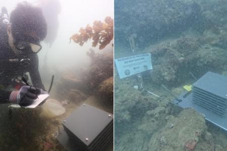 42 ‘mini-hotels’ installed to study lesser-known coral reef creatures