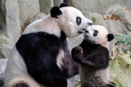 Giant pandas Jia Jia and Kai Kai to extend their stay till 2027