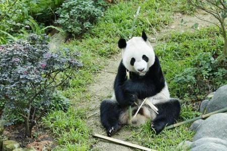 Giant pandas Jia Jia and Kai Kai to extend their stay till 2027