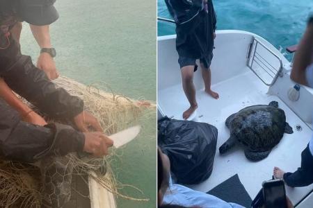Green turtles die after being trapped in fishing net, two of four marine animals trapped on Nov 18