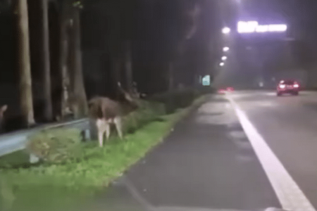 Rare sambar deer spotted grazing along BKE