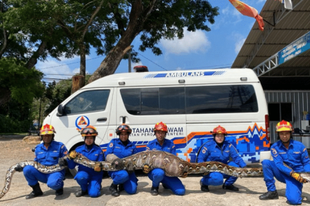 140kg python caught in Malaysia after making a meal of goat